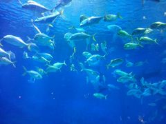 -烟台海昌鲸鲨海洋公园