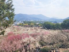 -香雪海