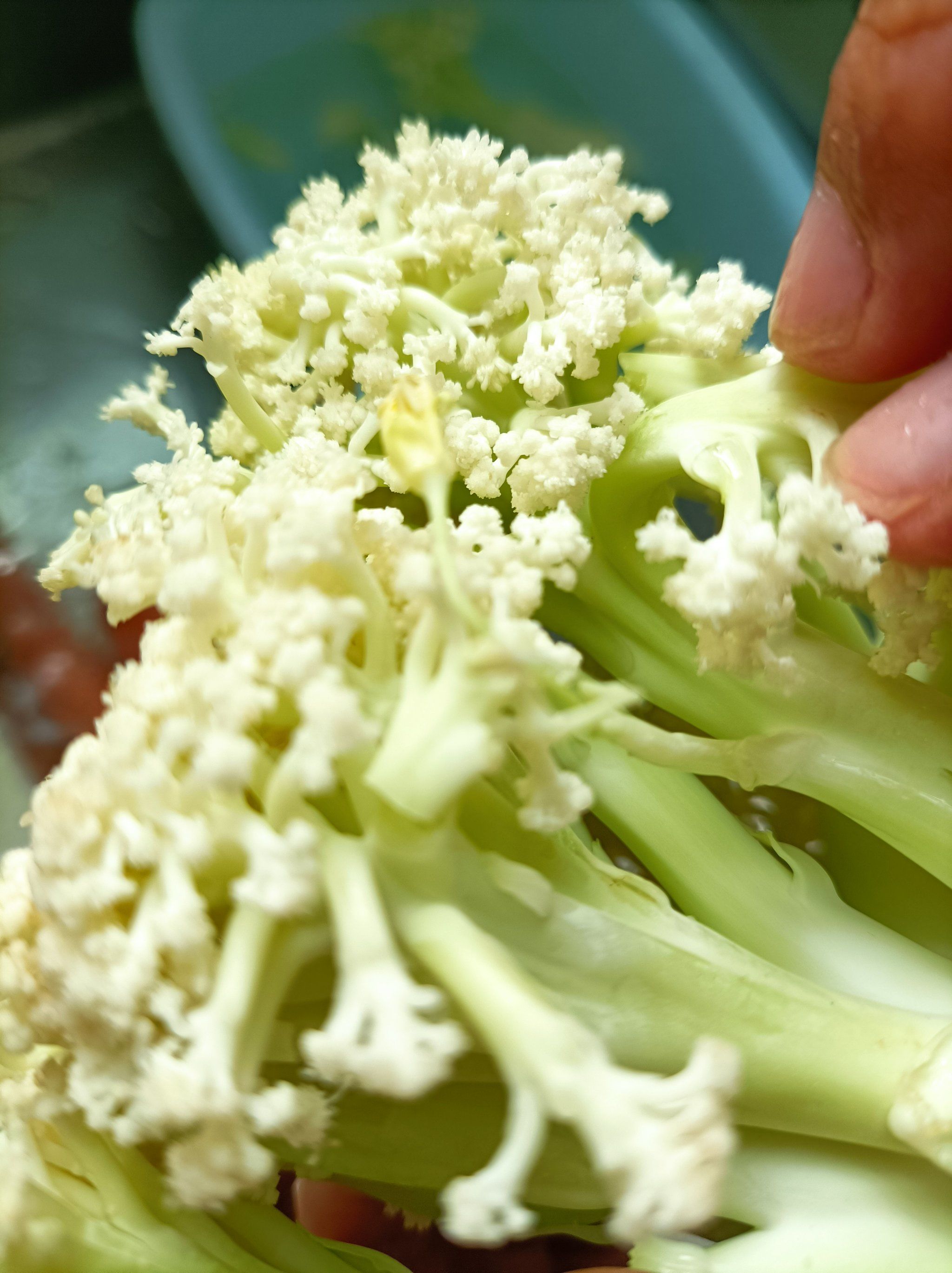 李关发：花菜田里的科技点金手