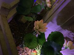 -韵秋荷(宝山龙湖天街店)