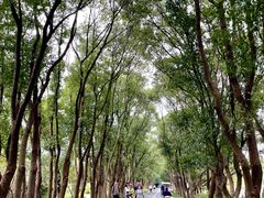 -同里国家湿地公园