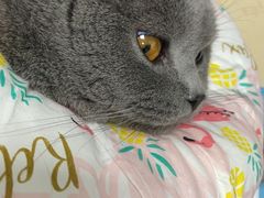 -顺强宠物诊所·狂犬免疫·夜诊·骨科(嘉定店)