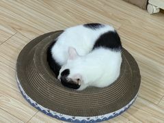 -艾吉宠物医院·疑难杂症转诊中心·猫友好(碧江路院)