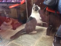 -猫咪博物馆(顶澳仔猫街店)