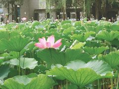 -四川大学(望江校区)