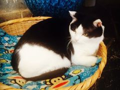 Anne猫窝咖啡屋-Anne猫窝咖啡屋
