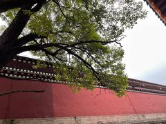 -塔尔寺菩提树