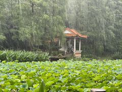 -深圳仙湖植物园