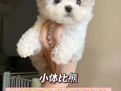 -萌宠之家·腊肠犬·马尔泰·小体犬舍