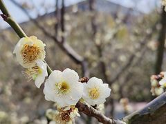 -南京古林公园