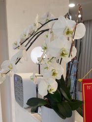 -智美品质医美