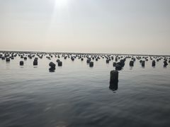 -枸杞岛