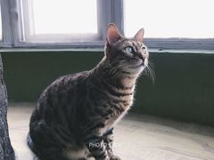 -猫猫幼稚园·撸猫·桌游·电玩