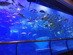 -青岛海底世界-水族馆