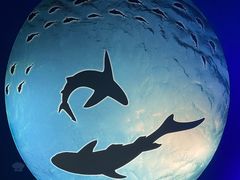 -上海海昌海洋公园