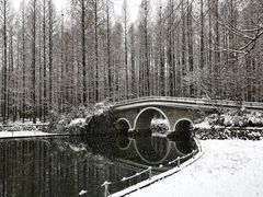-水杉园