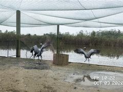 -盐城丹顶鹤湿地生态旅游区