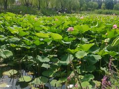 -中环花鸟鱼虫市场