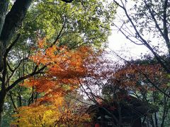 -重庆园博园