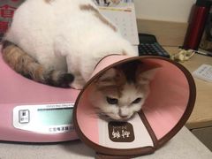 -乐派堂宠物医院·猫友好· 心脏科(东街店)