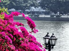 -广州白天鹅宾馆