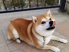-萌宠之家·腊肠犬·马尔泰·小体犬舍