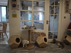 -楼上猫咖(罗湖店)