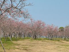 -天适樱花悠乐园