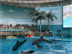-海合安成都极地海洋公园