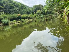 -深圳仙湖植物园