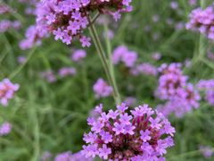 -羊亭河湿地公园