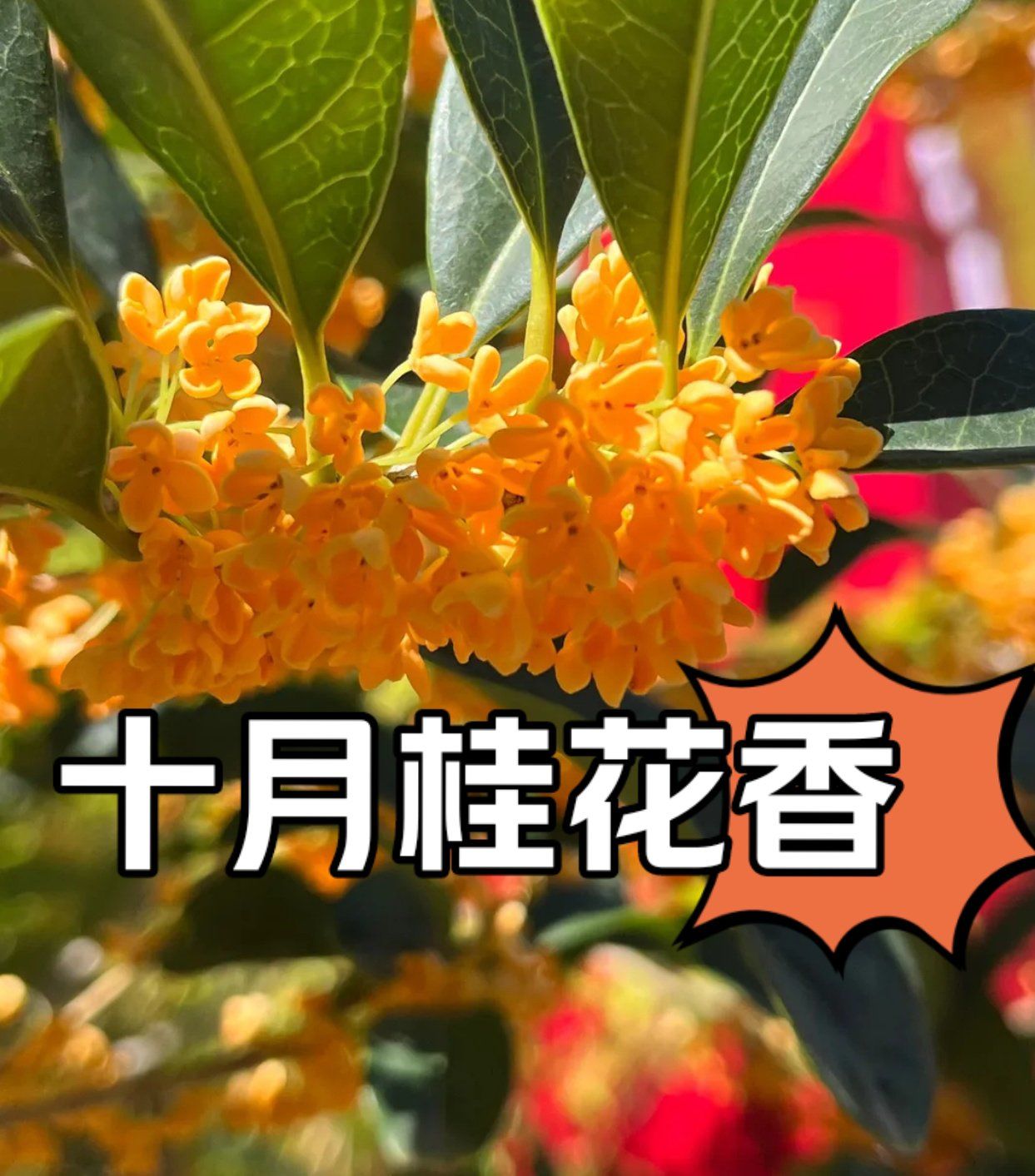 北京紫竹院公园桂花香满枝