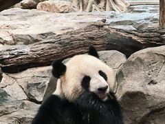 -广州长隆野生动物世界