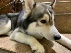 -more than meow吴止猫主题餐厅(承德 中船汇店)