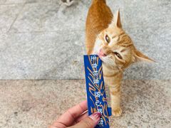 -瑞派旺宝宠物医院·犬猫全科综合·尿道专科(莲兴院)