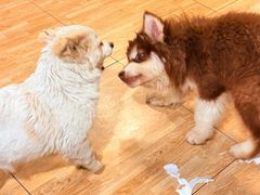 -小志家.野生菌鲜切牦牛肉牛杂火锅