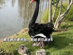 -佛冈森波拉度假区