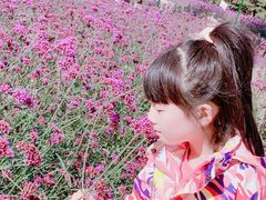 -密云玫瑰情园