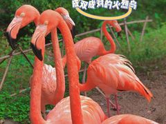 -青岛森林野生动物世界