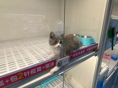 -lincat·猫舍(广州店)