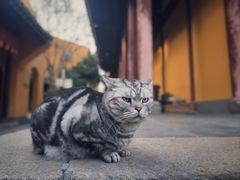 -龙华寺