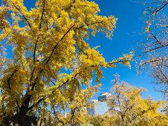 -三里屯东五街银杏大道