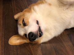 -柯斗斗主题餐厅·狗咖·围炉煮茶·茶饮(国瑞升平里店)