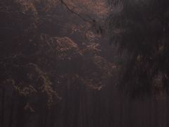 -山王坪喀斯特国家生态公园