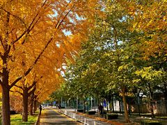 -三里屯东五街银杏大道