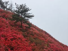 -木兰云雾山