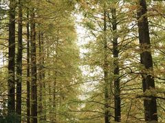 -铁山坪森林公园