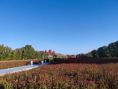 -金塔沙漠胡杨林景区