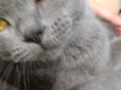 -藏猫猫咖啡主题馆(中央大道店)