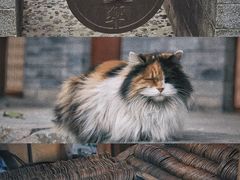-白云观
